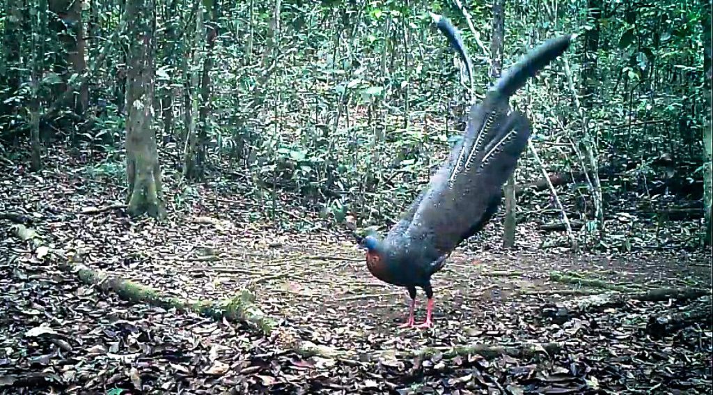 Kuau Raja Argusianus argus terekam camera trap di Taman Nasional Kayan Mentarang