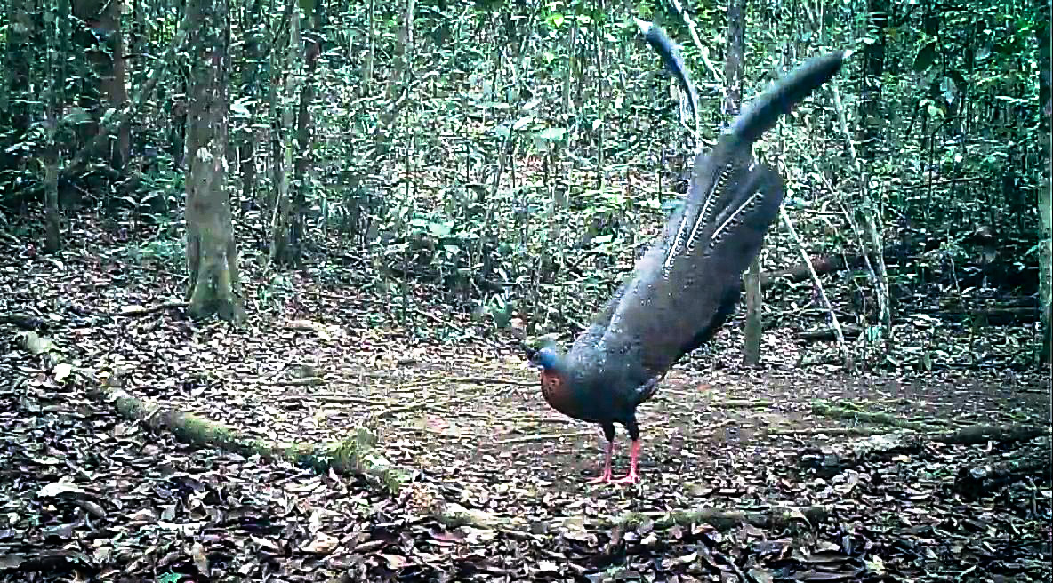 Kuau Raja Argusianus argus terekam camera trap di Taman Nasional Kayan Mentarang